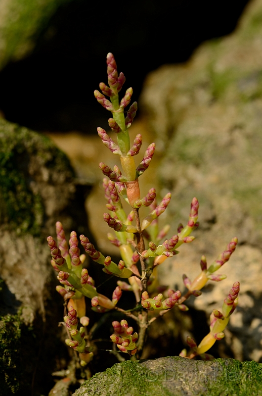 David Plant Photography - Wildlife Photography - Glasswort - A.jpg - Glasswort - Essex